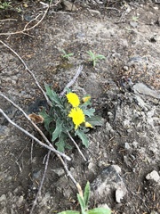 Andryala pinnatifida