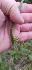 Carex folliculata
