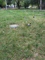 Corvus cornix