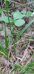 Carex folliculata