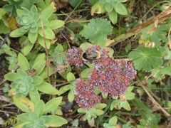 Hylotelephium anacampseros