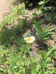 Calochortus subalpinus