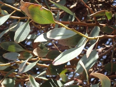 Eucalyptus utilis