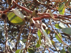 Eucalyptus utilis