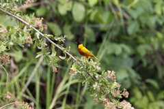 Ploceus ruweti