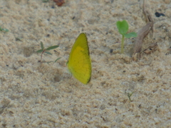 Eurema brigitta brigitta
