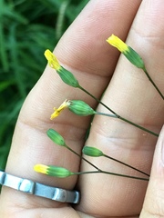 Lapsana communis