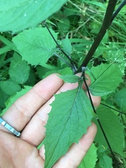 Lapsana communis