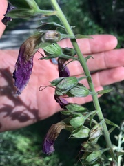Digitalis purpurea