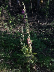 Digitalis purpurea