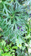 Aconitum delphiniifolium