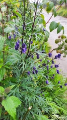 Aconitum delphiniifolium