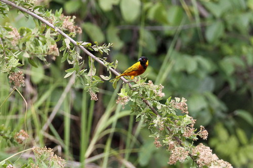 iNaturalist image
