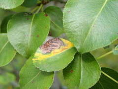 Stigmella oxyacanthella
