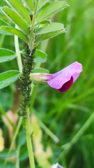 Vicia sativa