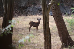 Rusa unicolor