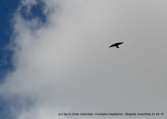 Pygochelidon cyanoleuca