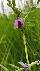 Vicia sativa