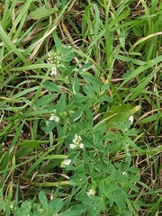 Medicago × varia