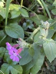 Silene dioica