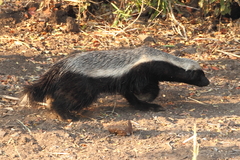 Mellivora capensis capensis
