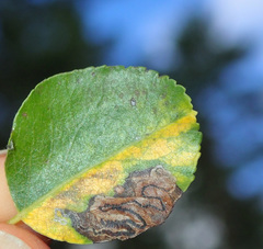 Stigmella oxyacanthella