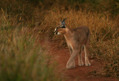 Caracal caracal