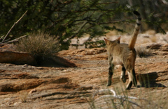 Felis lybica cafra