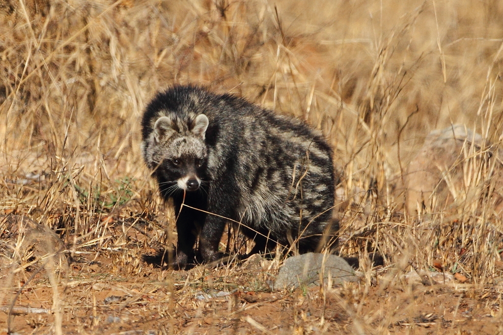 African Civet (Trip to zambia mammals ) · iNaturalist