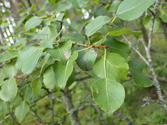 Stigmella oxyacanthella