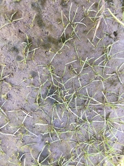 Lilaeopsis occidentalis