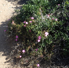 Lampranthus pauciflorus