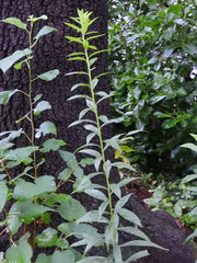 Solidago