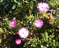 Lampranthus pauciflorus