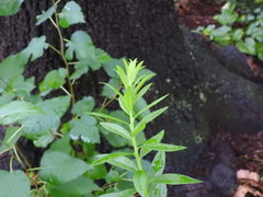 Solidago