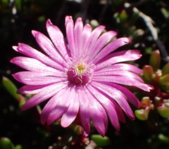 Lampranthus pauciflorus