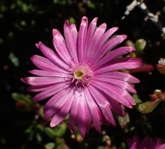 Lampranthus pauciflorus