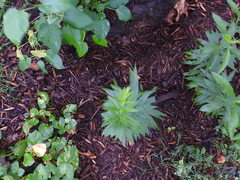 Solidago