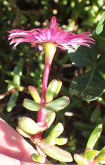 Lampranthus pauciflorus