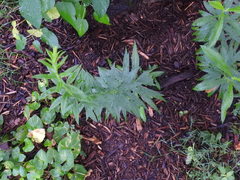 Solidago