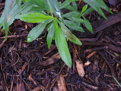 Solidago