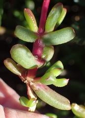 Lampranthus pauciflorus