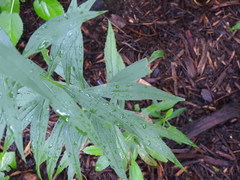 Solidago