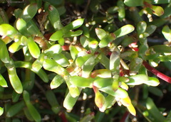 Lampranthus pauciflorus