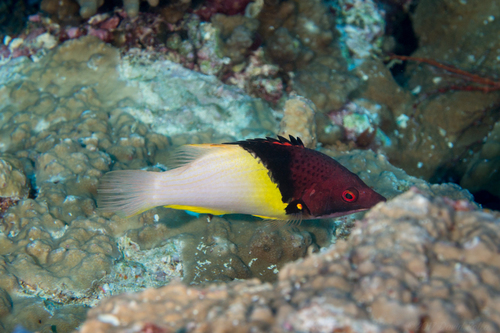 Blackbelt hogfish (Bodianus mesothorax) — Labridae — 4