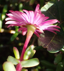 Lampranthus pauciflorus