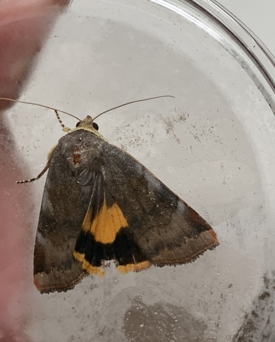 Lesser Broad-bordered Yellow Underwing