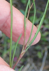 Cotula filifolia