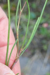 Cotula filifolia