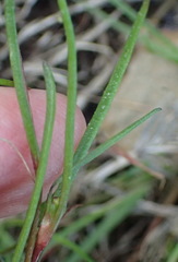 Cotula filifolia